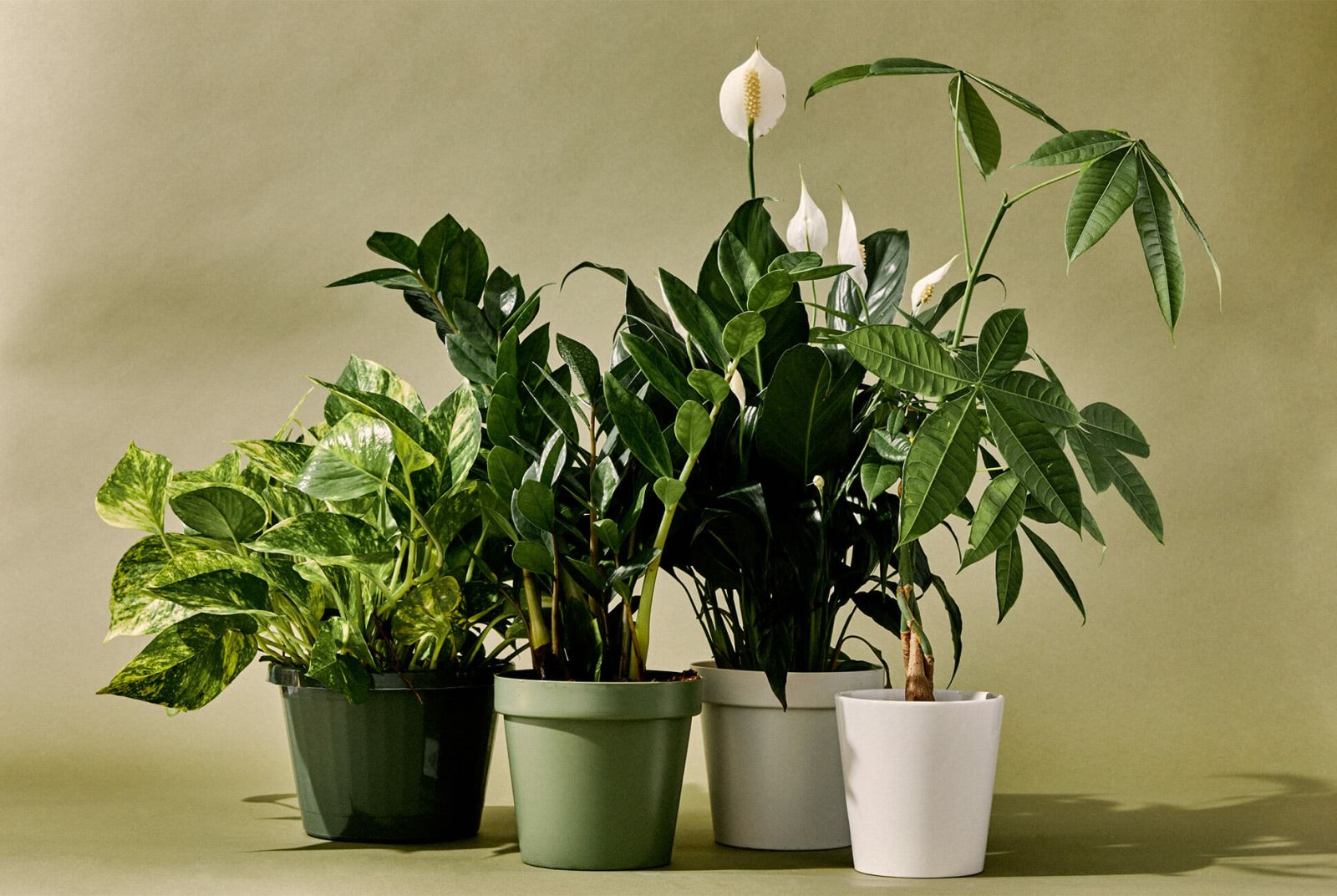 House Plants for Dark Rooms Berkshire Hathaway HomeServices